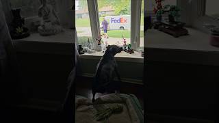how Hero responds when packages are delivered. #dog #love #motivation #soberlife #mentalhealth