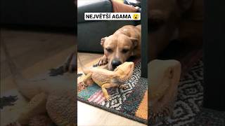 Největší agama!!! Celé video na mém YouTube kanálu 🙂 #animals #agama  #pet #feeding #pets #shorts