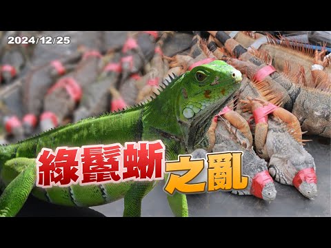 寵物變獵物！綠鬣蜥氾濫！如何有效移除兼顧人道？（公共電視 - 有話好說）
