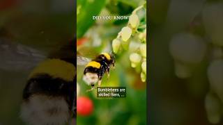 🐝🌪️ Bumblebee Flight Mastery! #didyouknow