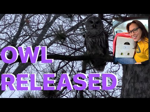 Releasing an Owl after recovery ❤️‍🩹