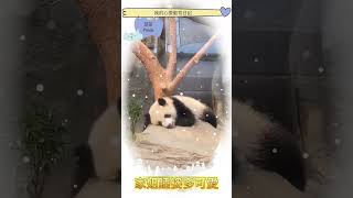 【大熊貓🐼之旅】家姐睡姿多可愛 #panda #8月15日 #cutepanda #10月21日 #animals #動物 #10月21日