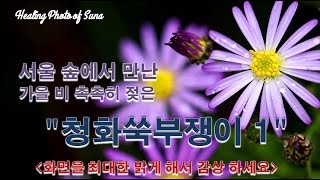 [선아의 힐링포토]내면의 정화와 힐링을 위한 꽃들의 향연. 서울의 숲속 작은 치유의 정원에서 만난 "청화쑥부쟁이"의 청초함을 감상해 보아요.