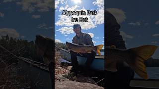Huge Lake Trout - Algonquin Park Ice Out