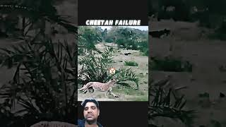 #funny#memes#motivation#naturedrama#epicescape#cheetahvsimpala#youtubeshorts#trending#wildlife #anim