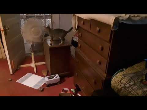 Kittens in My Bedroom Part 5/12