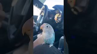 (not my vid) #shorts #youtube #foryou #viral #trending #shortspage #funny #parrot