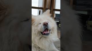 07/10 (2018)の #わさお #snapshotsong