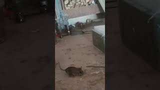 Veerendra Kumar Aditi@YouTube #villageexperience #villageeer #veerkumar #funny