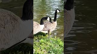 🔥What beautiful Canada goose 多么美丽优雅的加拿大雁，羽毛非常漂亮🔥So lovely🌹卡尔加里市 #Canadagoose #wildanimals #shorts