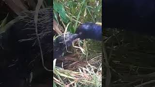 母爱的伟大，红毛鸡喂食雏鸟野生动物零距离 爱鸟护鸟 神奇的大自然