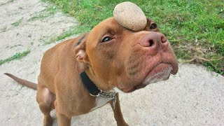 99.9% These Dogs Came With a Factory Defect 🤣 Funny Dog Videos 2025