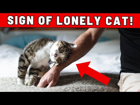 8 Signs Your Cat Is Unhappy