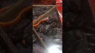 BUAH KURMA MEDJOUL #shortsviral #shortsbuah #buahkurma #fruit