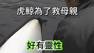 虎鯨為了救母親，找人類幫忙極度珍貴電影都看不到的影片