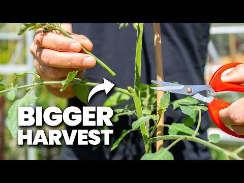 Grow Tomatoes NOT Leaves