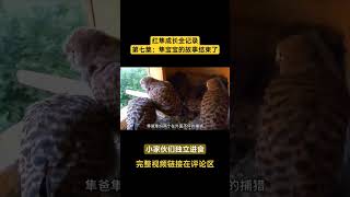 红隼成长全记录，第七集：红隼宝宝翱翔天空，同时它们的故事也结束了。