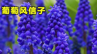 風信子需要年年買，這種“風信子”買一次，年年都開花，越養越多【養花匠小齊】