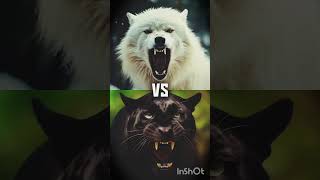 Panther vs White Predators: Lion, Tiger, and Wolf Showdown#shorts #foryou #PredatorPixels-AN