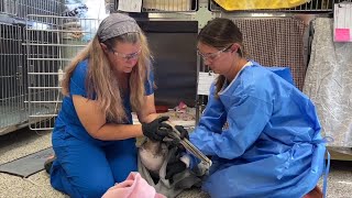 2 local organizations partner to train next generation of wildlife conservation veterinarians