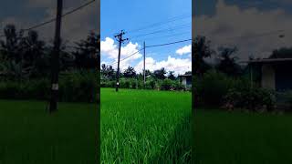Beautiful Goan rice fields #paddy #fields #monsoon #clouds #goanlife #goa #indianpaddyfields  #rice