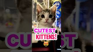 Top 4 Cutest Kittens you ever see 👀 #cats #kitten #shorts