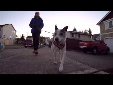 We took Abby for a walk