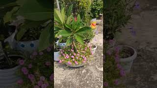 Smart garden#Flowers#Plumeria tree