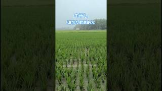 梅雨入り 抜群の水捌け 溝切り効果絶大 #稲作 #米作り #農業