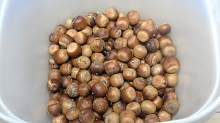 大量に拾ったドングリを放置したら大量の害虫が出てきた…