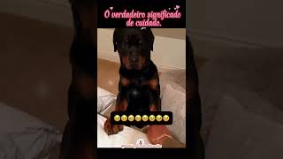 Um amor que cuida ♥️#cachorro #petlove #maedepet #cachorrosfofos