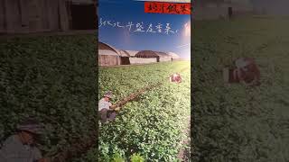 2022/3/26彰化北斗“偑巷咖啡”（香菜歐蕾coriander  latte ）(5)