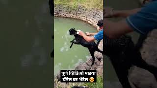 बकऱ्यांची अंगोळ 😍😍#subscribe #viralvideo #abhimali #managutti #minivlog