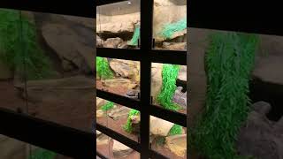 🐍 Snake Cages #snake #pets #animals