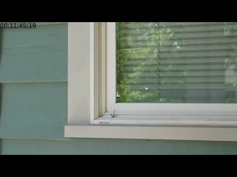 Wasp making a nest
