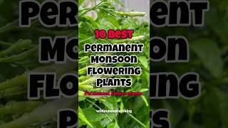 Best permanent monsoon flowering plants / Rainy season flower plants #short #monsoon #flowers