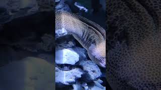 Visit to Sharjah Aquarium on UAE National Day 🎉 #ytshorts #sharjahuae