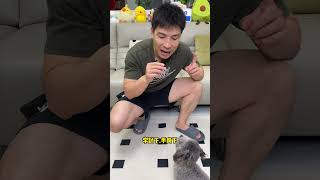 训犬3字经！#训犬 #狗狗技能