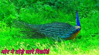 A Beautiful Peacock Activity !  ||#techearth|| #excitedpeacock, #peacockinfarm, 💐💐👍