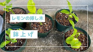 【レモン栽培】挿し木の鉢上げ