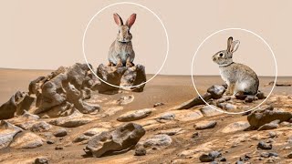 NASA Revealed Stunning Images from Perseverance Rover on Mars - Sol 1256 | Mars Latest Images