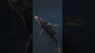 Diving with beautiful humpbacks  #deepocean #freedivingadventures #marinelifelove
