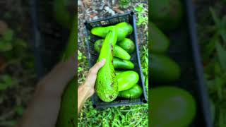 Garmi ki chutti karne wale fruits 🍓🍎🥝🍑🍉#shorts #nature #fruit #plants #garmi