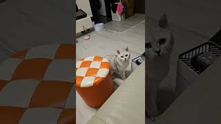 #cat #貓眼觀察室 #cute #cutespets #cutecat #喵哥是萌新 #貓跳台 #pets