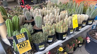 HOME DEPOT CACTUS AND SUCCULENT PLANT SHOPPING TOUR. LAS VEGAS APRIL 2025 #cactus #shopping #plant