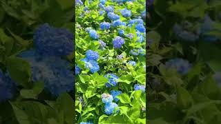 北宜公路繡球花
