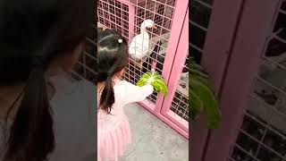 ＃餵小鹿@鵝🦅@小貓🐿️＃辮子妹動物園好歡樂噢！甯甯頻道🎠
