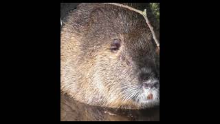 entspannte Biberratte, Nutria oder seltener Sumpfbiber, Schweifbiber, Schweifratte oder Coypu