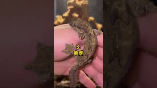 五種 稀有的守宮 🤯 #科普 #知識 #動物 #tiktokanimals