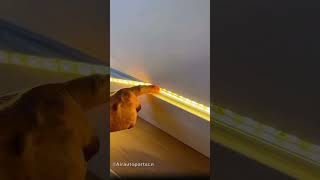 Share a LED light strips#lamp #light #led #smarthome #lightingdecor #homedecor #lightingdesign